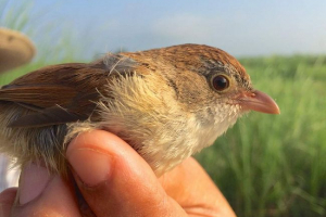 В м'янмі, знайшов птах, який вважався давно вимерлим В м'янмі, знайшов птах, який вважався давно вимерлим